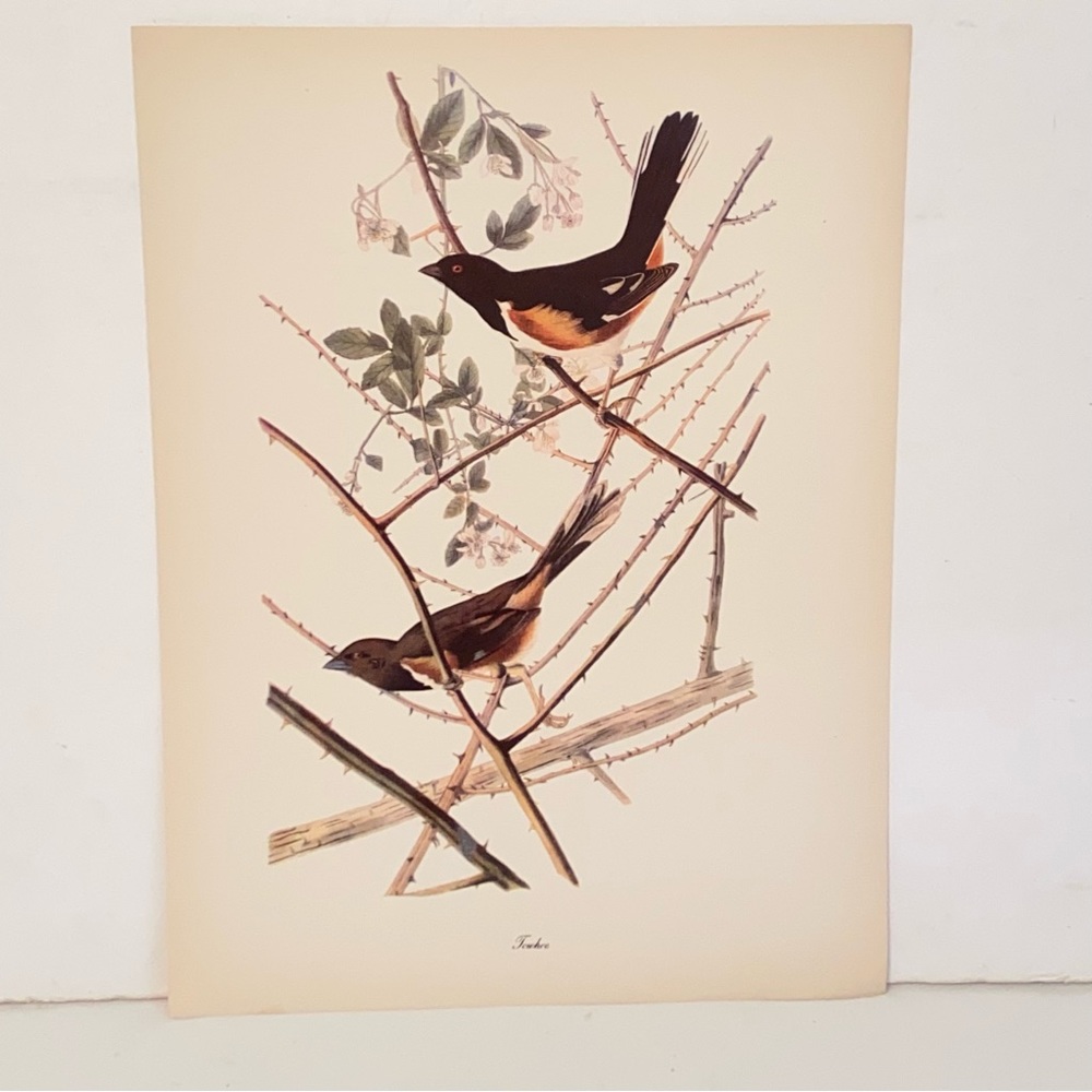 Vintage Audubon John James Birds of America Towhee Bird Lithograph Art Print